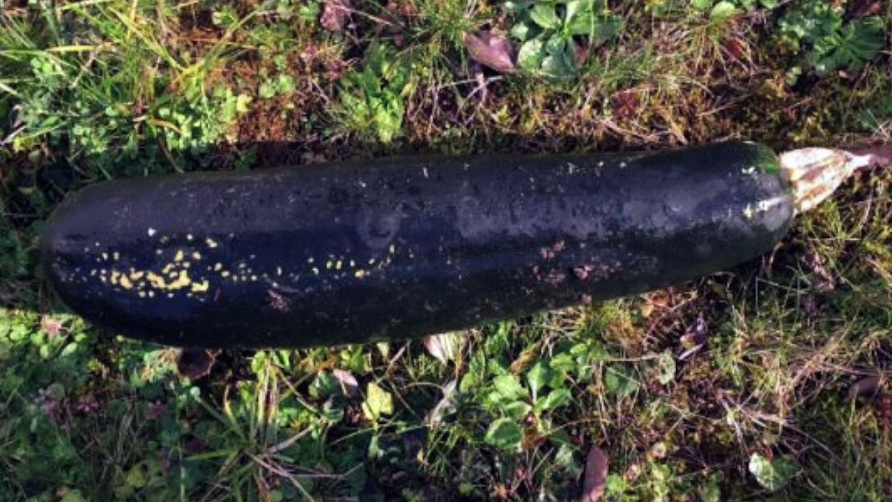 Un vieil homme trouve une ancienne bombe de la guerre dans son jardin et appelle la police... mais il n'avait pas mis se