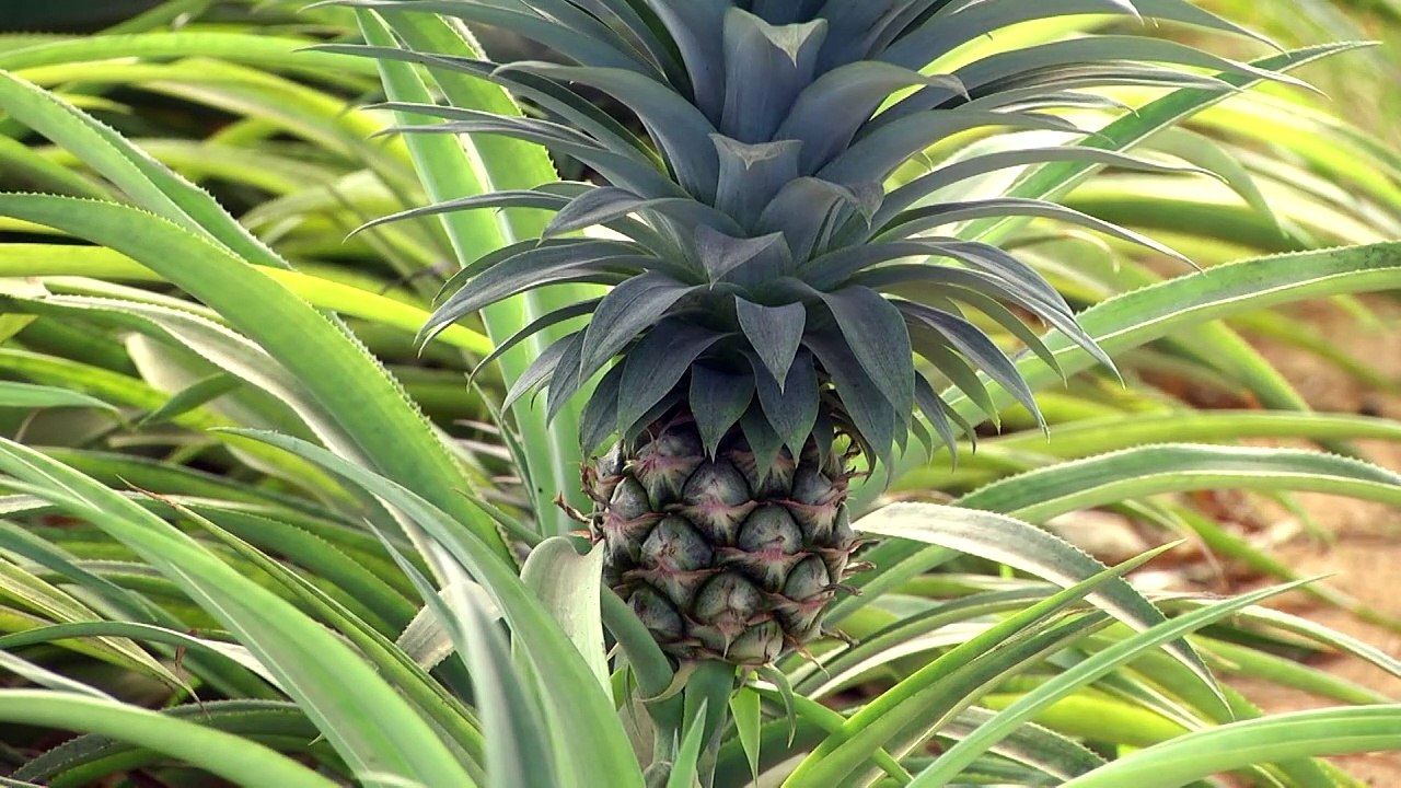 First pineapple farm opens in Gaza