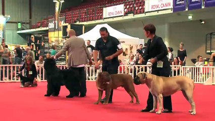 La Halle de Martigues est interdite aux chats tout ce week-end