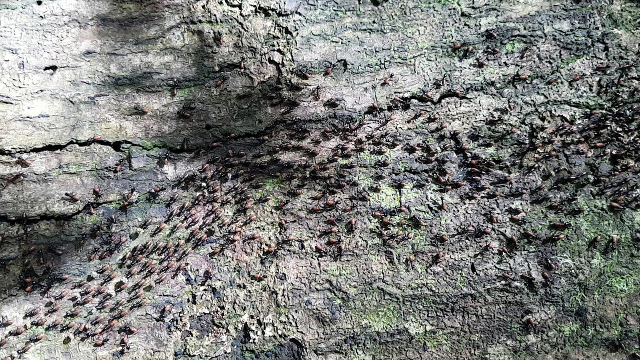 Termites_jungletrek