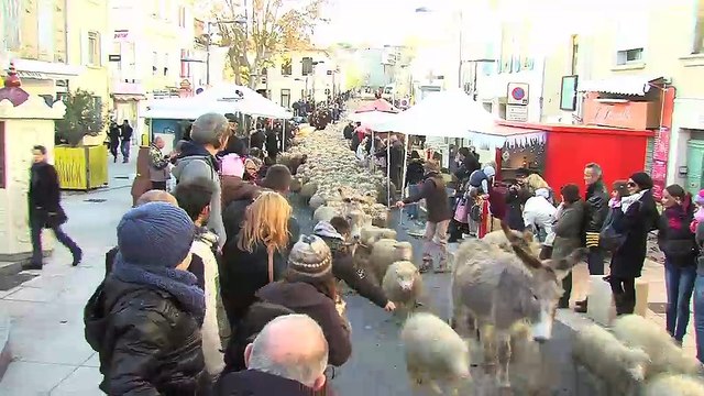 Le défilé des moutons et des chèvres dans les rues d'Istres