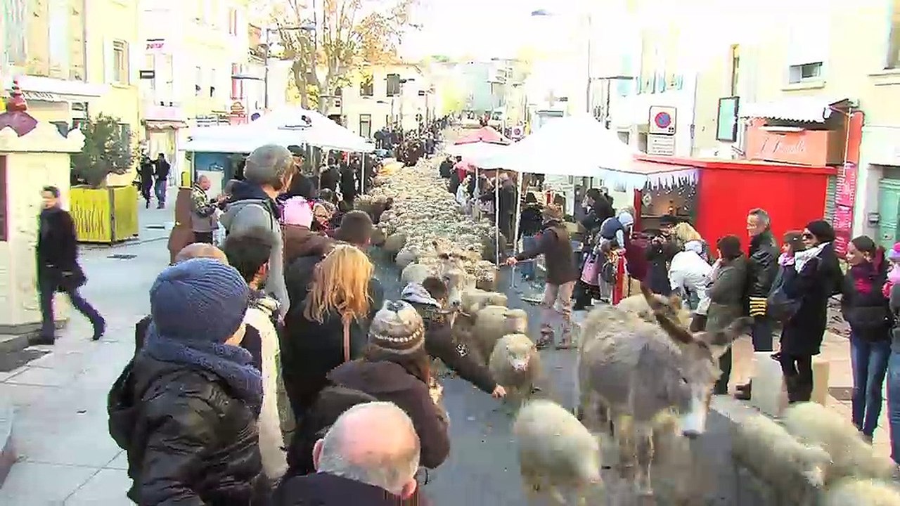 Le défilé des moutons et des chèvres dans les rues d'Istres