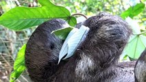 Relaxed Sloth Puts His Feet Up to Have a Snack