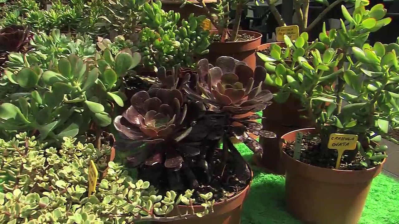 Istres en fleurs et en couleurs!