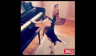 E pabesueshme/ Njihuni me qenin kengetar (360video)