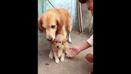 Une chienne protectrice avec son petit