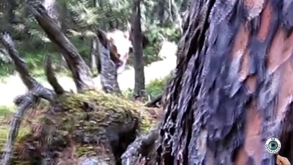 The World's Craziest Near Death Experiences! #2