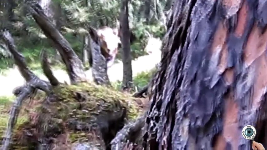 The World's Craziest Near Death Experiences! #2
