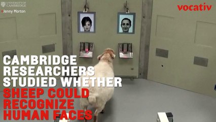 Sheep Can Recognize Human Faces