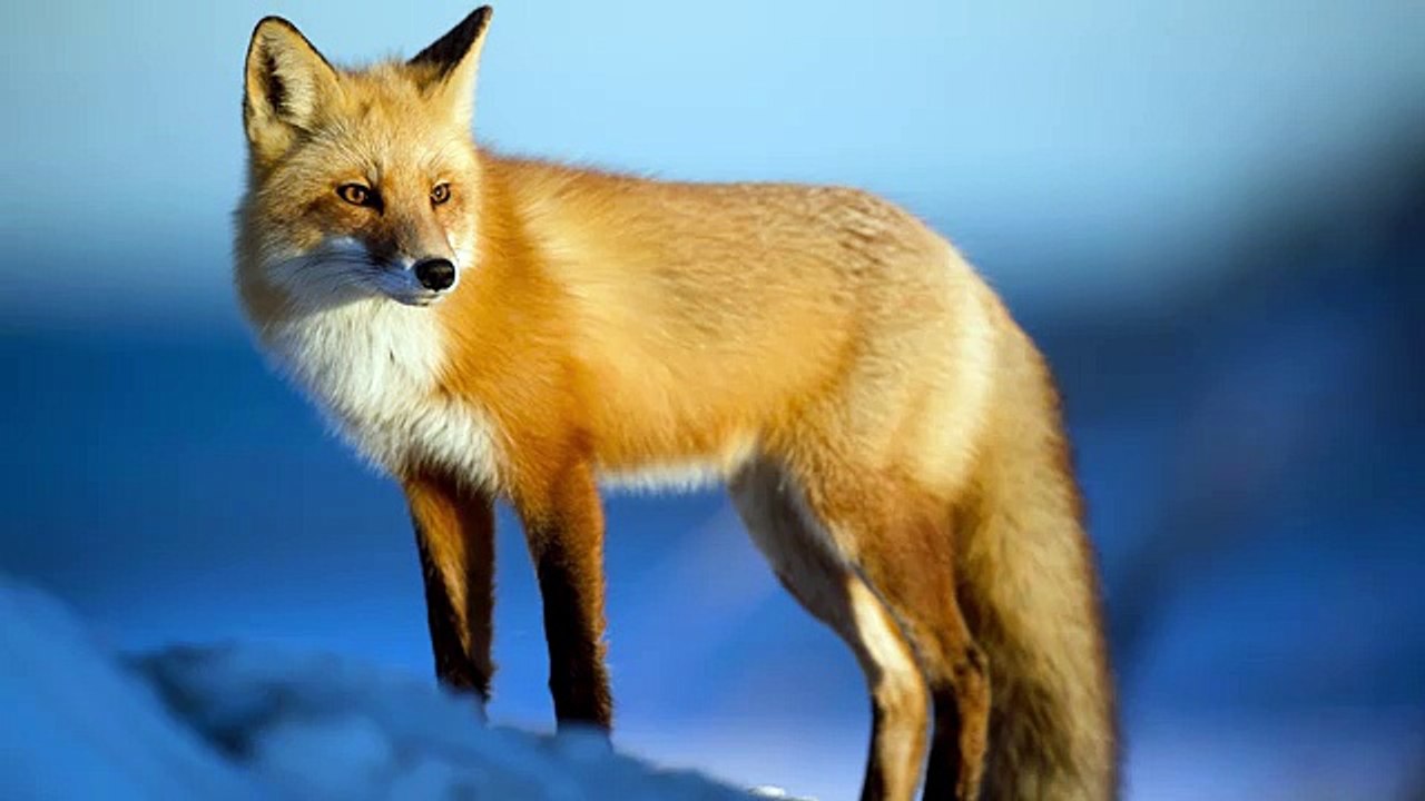 [ASMR] Binaural Animal Fs