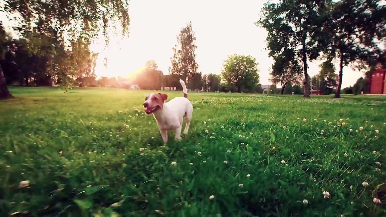 Малышарики - Новые серии - Мяу? Гав! (65 серия) Как говорят животные