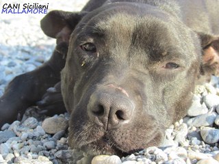 Mallamore in acqua e sugli scogli