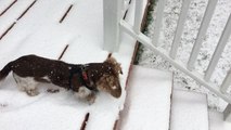 Chicago Dog Enjoys First Snow