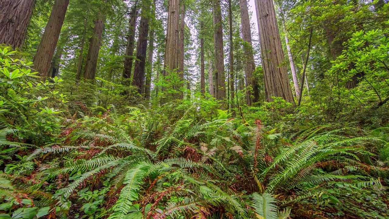 The Tallest Trees on Earth - 4K Nature Documentary Film | Redwood National and State Parks