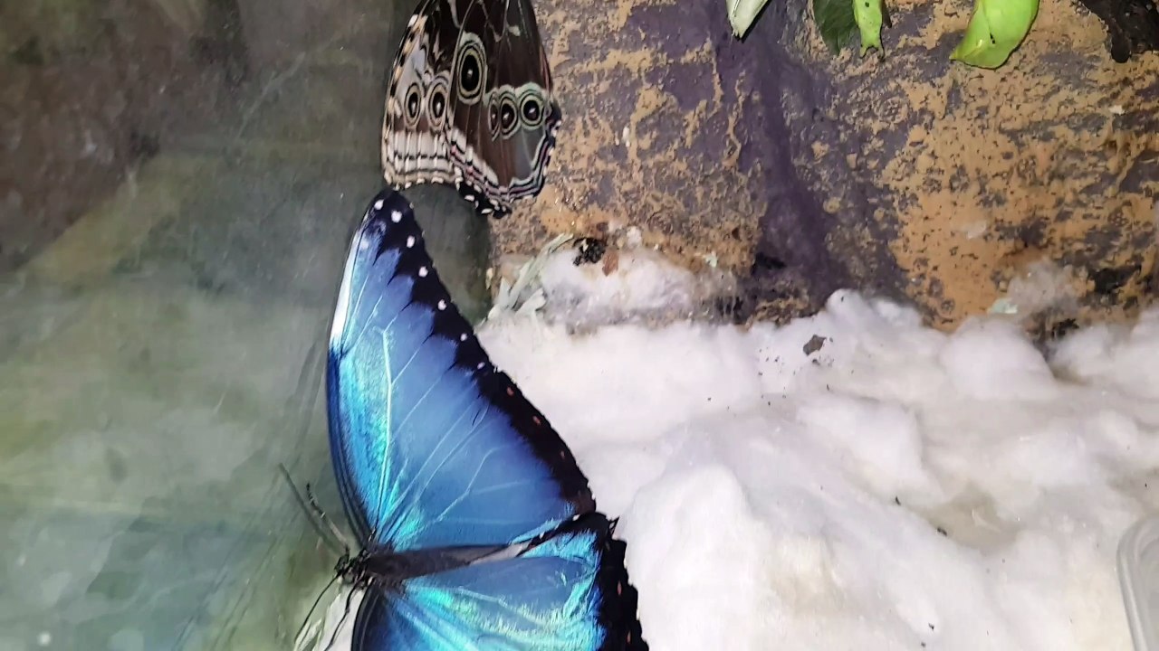Blue Morpho Butterfly