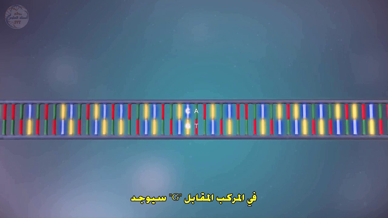 ADN مضاعفة