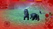 The Black Bears Reign End!! Voting on the Next Animal!! • Ultimate Forest Simulator