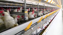 Empresa oferece conforto a galinhas para aumentar produtividade