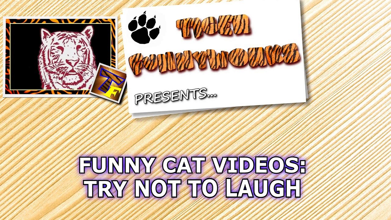 TOP FUNNY CATS VIDEOS