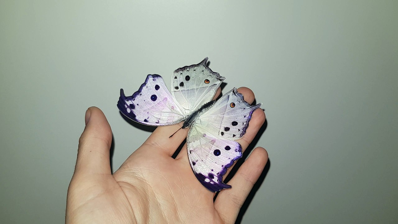 Shiny Wings