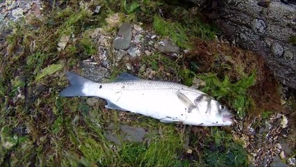 Shore Fishing - Plug Fishing for Sea Bass