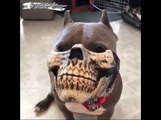 Sahibinin Taktığı Ağızlıkla Daha Bir Belalı Olan Köpek