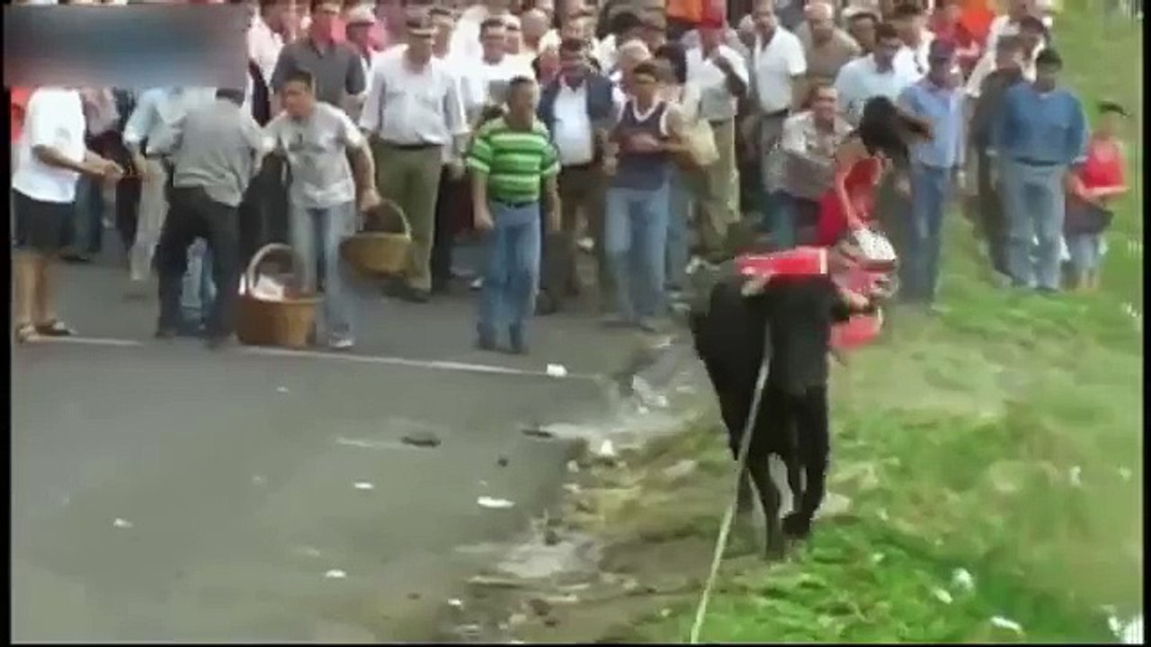 Funny Videos: Bulls vs People Full Enjoyment