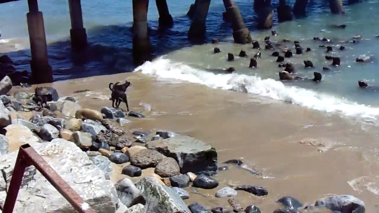 4 chiens débiles contre un banc de de lions de mer
