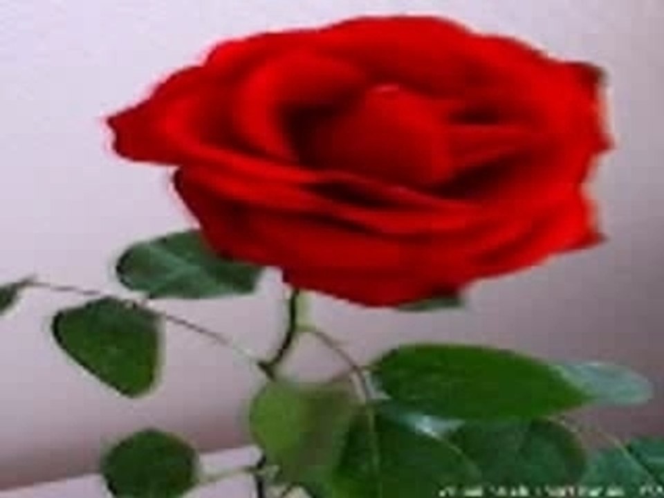 Née dans une rose