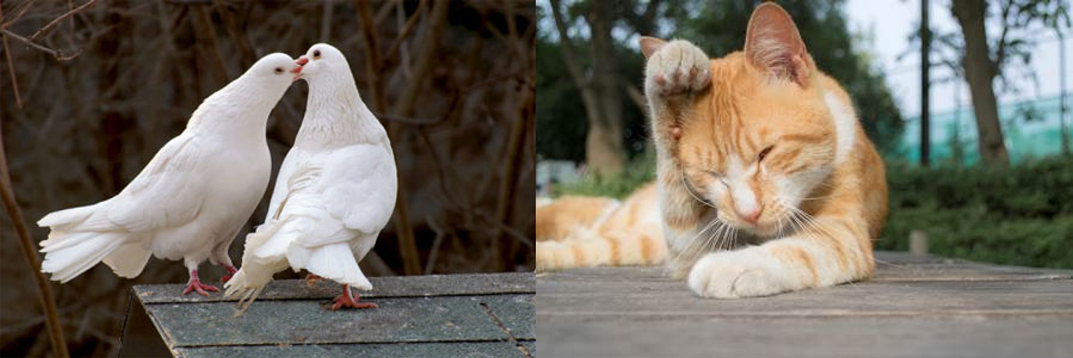 How to combine two photos togethertwo pictures two images merge photos using GIMP video