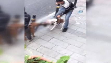 Gaziosmanpaşa'da Yaşanan Pitbull Vahşeti Kamerada