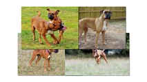 Boxer dogs - Strong dogs and brave dogs. They will be to protect you against all enemies