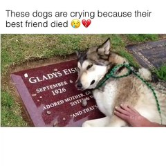 We humans don't deserve dogs. They are angels with 4 legs