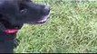 Action-Filme mit Hund - Action-Cam - Hunde Labrador (1)