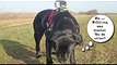 Actionfilme - Hunde Action Cam mit Blog Hund Labrador