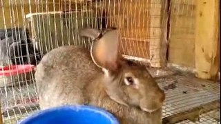 Болезни кроликов: симптомы и лечение. Важно знать!