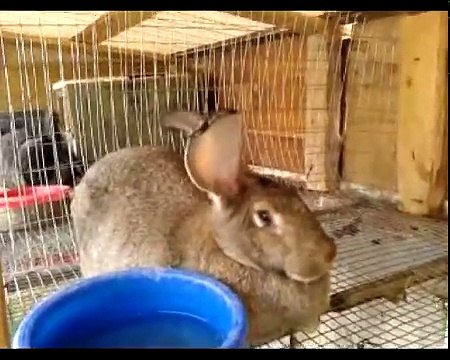 Болезни кроликов: симптомы и лечение. Важно знать!