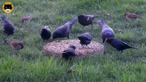 BIRDS VIDEO FOR CATS TO WATCH: Common Grackle and Red - Winged Blackbird.