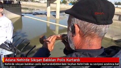 Adana Nehirde Sıkışan Balıkları Polis Kurtardı