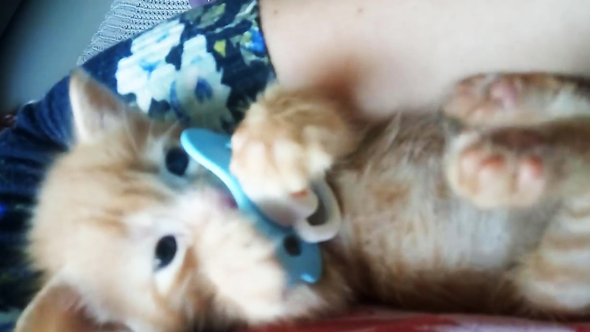 Un Chaton Tete Une Tetine Video Dailymotion
