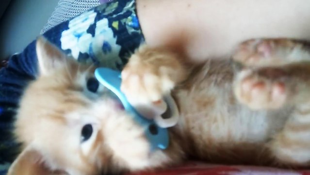 Un Chaton Tete Une Tetine Video Dailymotion