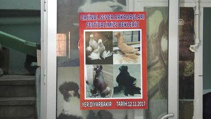 İkinci El Araba Fiyatına Güvercinler Podyuma Hazırlanıyor - Diyarbakır