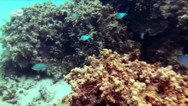 Climate Change: The drowning Fiji Islands | DW English