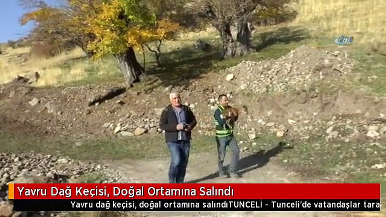 Yavru Dağ Keçisi, Doğal Ortamına Salındı