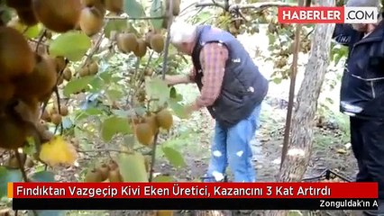 Fındıktan Vazgeçip Kivi Eken Üretici, Kazancını 3 Kat Artırdı