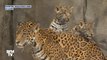 Ces deux bébés jaguars font leurs premiers pas au zoo de Houston