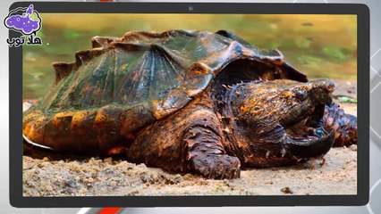 10 حيوانات مفترسة  لم يسبق لك رؤيتها  في حياتك