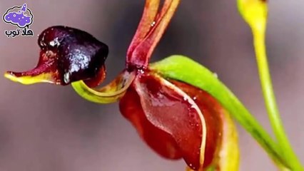 أغرب 9 نباتات لا تعلم أنها موجودة " سوف تنصدم عند رؤيتها " .!