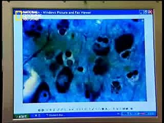 معلومات خطيره اسرار دماغ البرت اينشتاين