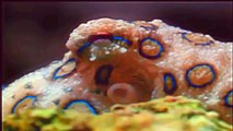 Amazing Life of Giant Pacific Octopus ( Documentary )